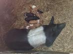 husumer biggen van 7-11, Dieren en Toebehoren, Schapen, Geiten en Varkens, Meerdere dieren, Varken, 0 tot 2 jaar