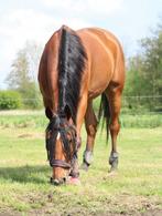 Lieve betrouwbare ruin 8 jaar–verkeersmak & buitenrijmaatje., Dieren en Toebehoren, Paarden, Ruin, Niet van toepassing, 7 tot 10 jaar