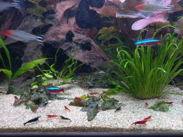 Garnalen beschikbaar voor biedingen