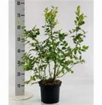Vaccinium corymbosum (bosbes) in div. soorten/maten potkweek, Ophalen, Zomer, Overige soorten, Volle zon