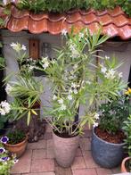 ==GAAF== Zeer grote Oleander witte bloemen 170 cm, Ophalen of Verzenden, Overige soorten, Struik, 100 tot 250 cm