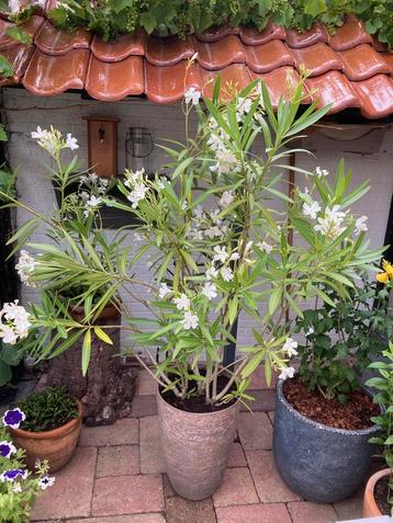 ==GAAF== Zeer grote Oleander witte bloemen 170 cm beschikbaar voor biedingen