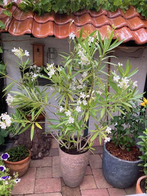 ==GAAF== Zeer grote Oleander witte bloemen 170 cm, Tuin en Terras, Planten | Struiken en Hagen, Struik, Overige soorten, 100 tot 250 cm
