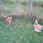 Brahma kriel haan te koop, Dieren en Toebehoren, Pluimvee, Mannelijk, Kip