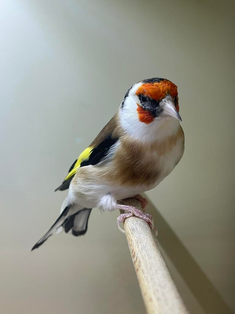 Majur Putter witkeel man, Dieren en Toebehoren, Vogels | Overige Vogels, Mannelijk, Wildzangvogel