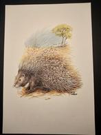 Zuid Afrikaans Stekelvarken, Verzenden, 1980 tot heden, Zo goed als nieuw, Dier