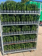 BUXUS VERVANGER Euonymus Green Spire, voor haagjes nu 1,29 !, Ophalen, Overige soorten, Haag, Minder dan 100 cm