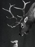 (New) Poster Graves - Hert en Konijn 80x100cm, Ophalen of Verzenden