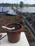 Walnootboom, Tuin en Terras, Ophalen, In pot, Overige soorten