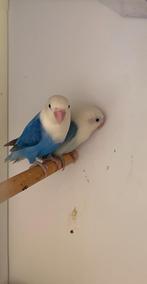 Prachtig jong koppel agapornissen  Fisheries Blauw x Violet, Dieren en Toebehoren, Vogels | Parkieten en Papegaaien, Meerdere dieren