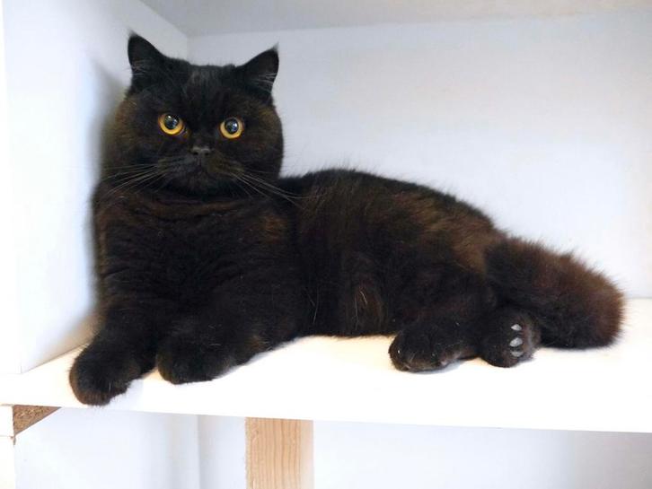 Prachtige Britse Korthaar kittens, Dieren en Toebehoren, Katten en Kittens | Raskatten | Korthaar, Meerdere dieren, 0 tot 2 jaar