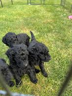 Raszuivere koningspoedel pups, Rabiës (hondsdolheid), Overige rassen, 8 tot 15 weken, Meerdere