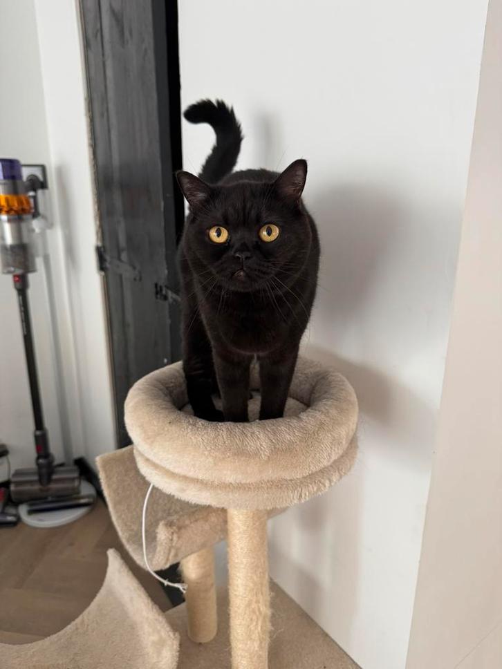 Britse korthaar (donkerbruin/zwart), Dieren en Toebehoren, Katten en Kittens | Raskatten | Korthaar, Poes