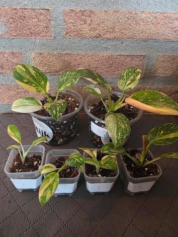 Philodendron green congo hybrid  beschikbaar voor biedingen