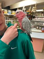Oppas voor uw vogel(s), Meerdere dieren, Parkiet