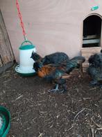 Haan te koop, Dieren en Toebehoren, Pluimvee, Mannelijk, Kip