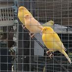 Mooie kanaries te koop, Dieren en Toebehoren, Meerdere dieren, Kleurkanarie