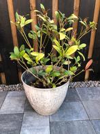 Skimmia met pot 70 cm hoog ( 12.50 ), Tuin en Terras, Vaste plant, Overige soorten, Ophalen