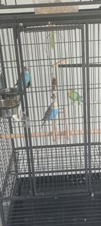 Parkieten met een grote kooi, Dieren en Toebehoren, Vogels | Parkieten en Papegaaien, Meerdere dieren, Parkiet
