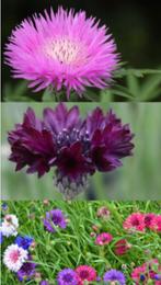 Korenbloem zaden, Tuin en Terras, Verzenden, Zaad
