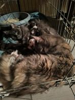 Super mooi nestje Maine coons met 3 polidactyl, Dieren en Toebehoren, Katten en Kittens | Overige Katten, Meerdere dieren