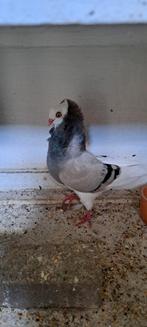 Te koop. Sierduiven Oudhollands kapucijnen duiven, Mannelijk, Overige soorten