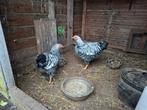 Te koop, wyandotte kriel, zwart/ zilver haan en 2 hennen, Dieren en Toebehoren, Pluimvee, Meerdere dieren, Kip