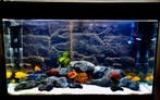 JUWEL Aquarium Rio incl. onderkast LED zwart125 L, 81x36x123, Dieren en Toebehoren, Ophalen, Gebruikt, Gevuld zoetwateraquarium