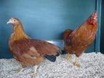 New Hampshire krielen | Goede leggers | Passend advies, Vrouwelijk, Kip