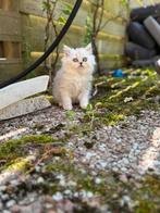 Katten langhaar, Meerdere dieren, 0 tot 2 jaar