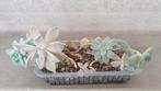 bakje 2 vetplanten Echeveria Graptopetalum, Vetplant, Ophalen of Verzenden, In pot, Minder dan 100 cm