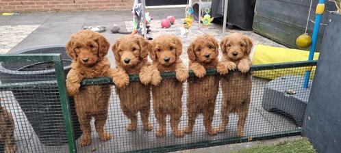 Planning2025/Wala geregistreerd.Australian labradoodlel, Dieren en Toebehoren, Honden | Retrievers, Spaniëls en Waterhonden, Meerdere dieren