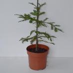 3 soorten Sequoia's (Mammoetbomen) te koop, Tuin en Terras, Planten | Bomen, Minder dan 100 cm, Volle zon, In pot, Overige soorten