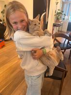 Kattenoppas gezocht 25 juli - 8 aug (weesperzijde), Diensten en Vakmensen, Dieren | Katten | Verzorging, Oppas en Les