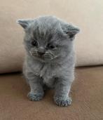 Britse Korthaar Kitten (poesje), Dieren en Toebehoren, Katten en Kittens | Raskatten | Korthaar, Poes, Ontwormd, 0 tot 2 jaar