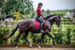 Horsegloss burgundy goud zadeldekje trainingsshirt, Dieren en Toebehoren, Ophalen of Verzenden, Zo goed als nieuw, Dekje