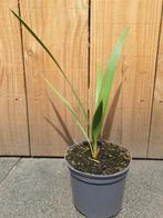 Chamaerops humillis Vulcano palm, Tuin en Terras, Ophalen, Volle zon, Palmboom, 100 tot 250 cm