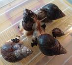 Agaatslakken/afrikaanse reuzenslakken, Dieren en Toebehoren, Overige Dieren, Juni, Meerdere dieren