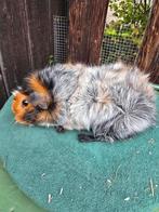 Cavia beer., Dieren en Toebehoren, Knaagdieren, Cavia, April, Mannelijk, Tam