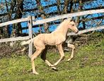 IJslanders en rocky mountain horses & dekhengst, Dieren en Toebehoren, Paarden, Minder dan 160 cm, Gechipt, 3 tot 6 jaar, Meerdere dieren