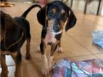 Loui – een dappere jongen met een groot hart, Dieren en Toebehoren, Honden | Niet-rashonden, Particulier, Rabiës (hondsdolheid)