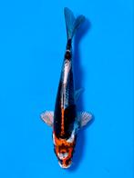Beni Kikokuryu 16-20cm Kase Japanse koi, Karper of Koi