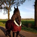 Paarden, Dieren en Toebehoren, Merrie, B, Gechipt, 7 tot 10 jaar
