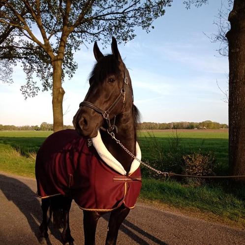 Paarden, Dieren en Toebehoren, Paarden, Merrie, B, 160 tot 165 cm, 7 tot 10 jaar, Recreatiepaard, Met stamboom, Gechipt, Ontwormd