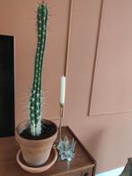 Cactus, Ophalen, Cactus, Volle zon, Minder dan 100 cm