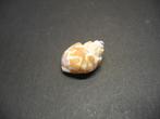 Schelpen: Babylonia spirata  Linnaeus, 1758. 2 stuks., Ophalen of Verzenden, Schelp(en)