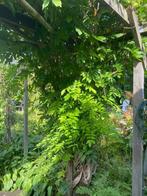 Wisteria, witte regen, Tuin en Terras, Planten | Tuinplanten, Overige soorten, Vaste plant, Ophalen of Verzenden, Halfschaduw