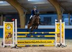 Plek vrij!! Training, Beleren, Instructie, Diensten en Vakmensen, Dieren | Paarden | Verzorging, Oppas en Les