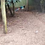 Lady amherstfazanten te koop, Dieren en Toebehoren, Pluimvee, Meerdere dieren