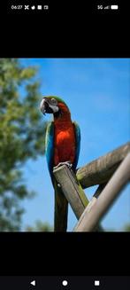 Super mooie freeflight Harlekijn ara., Dieren en Toebehoren, Vogels | Parkieten en Papegaaien, Vrouwelijk, Papegaai